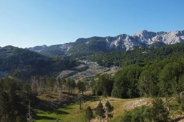 Montanske jelovo-bukove i subalpske javoro-bukove šume Bijele gore 